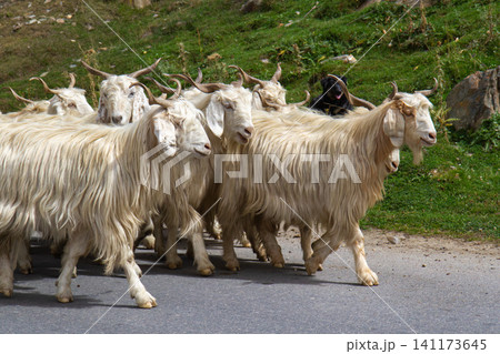 Herd of Angora goats Herd of Angora goats 141173645