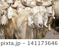 Herd of goat 141173646