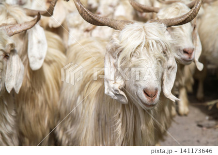 Herd of goat Herd of goat 141173646
