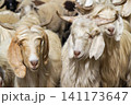 Herd of goat 141173647