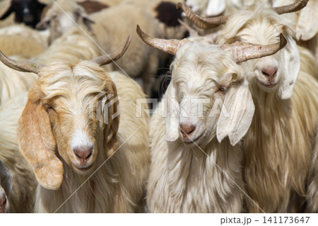 Herd of goat Herd of goat 141173647