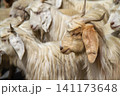 Herd of goat 141173648