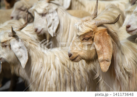 Herd of goat Herd of goat 141173648