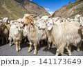 Herd of sheep and goats on the mountain road 141173649