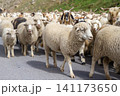 Herd of sheep and goats 141173650
