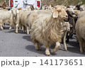 Herd of sheep and goats 141173651