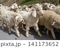 Herd of sheep and goats 141173652