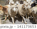 Herd of sheep and goats 141173653