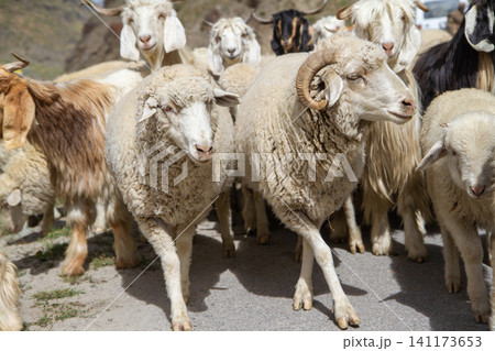 Herd of sheep and goats Herd of sheep and goats 141173653