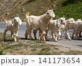 Kids or baby goats walking together with herd 141173654