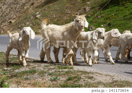 Kids or baby goats walking together with herd Kids or baby goats walking together with herd 141173654