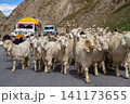 Herd of goat on the mountain road 141173655