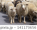Young lamb and sheep herd 141173656