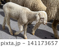 Young sheep 141173657