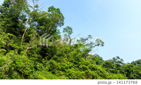 小網代の森の夏 小網代の森の夏 141173768
