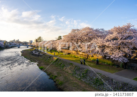 石川県金沢市・犀川沿いに咲く満開の桜並木と春の夕景 石川県金沢市・犀川沿いに咲く満開の桜並木と春の夕景 141173807