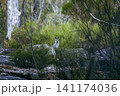 緑の景色の中でたたずむワラビー 緑の景色の中でたたずむワラビー 141174036