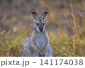 草原の中でたたずむ可愛いワラビー 草原の中でたたずむ可愛いワラビー 141174038