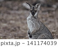 草原でカメラマンをじっと見つめるワラビー 草原でカメラマンをじっと見つめるワラビー 141174039
