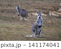 野原で遊ぶワラルーたち 野原で遊ぶワラルーたち 141174041