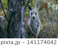 木のかげから顔を出しじっと見つめる可愛いグレーカンガルー 木のかげから顔を出しじっと見つめる可愛いグレーカンガルー 141174042