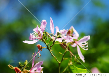 Close up blooming pink Bauhinia purpurea flowers branch in tropical garden with blue sky and greenery background. Copy space Close up blooming pink Bauhinia purpurea flowers branch in tropical garden with blue sky and greenery background. Copy space 141174165