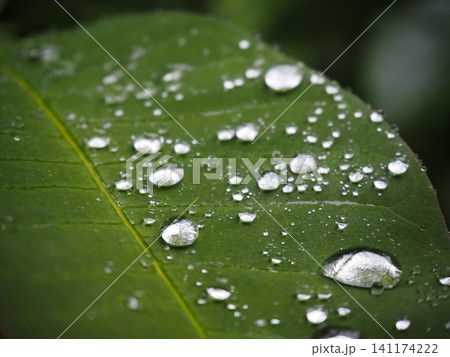 葉の上の水滴 141174222