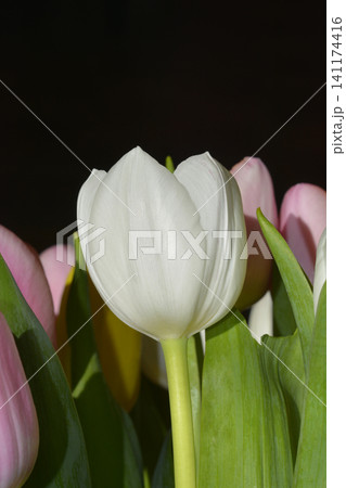 Tulip 141174416
