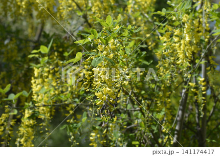 Common laburnum Common laburnum 141174417