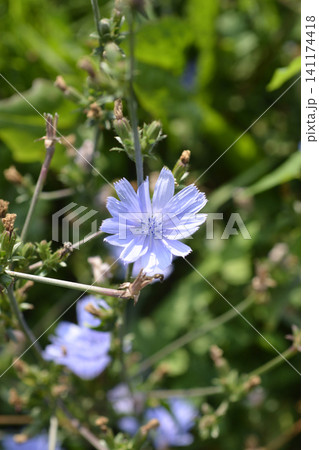 Wild chicory 141174418