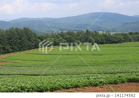 丘陵のジャガイモ畑 北海道東部の風景 じゃがいもの花 丘陵のジャガイモ畑 北海道東部の風景 じゃがいもの花 141174562