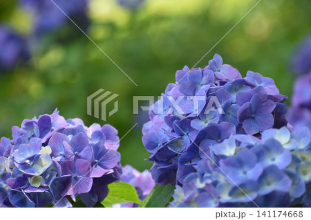 濃い紫の紫陽花 濃い紫の紫陽花 141174668