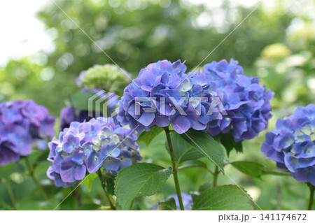 濃い紫の紫陽花 濃い紫の紫陽花 141174672