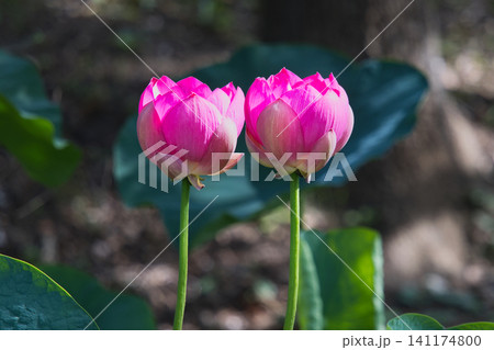 開きかけの蓮の花 開きかけの蓮の花 141174800