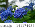 青紫の紫陽花 141174924