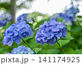 青紫の紫陽花 141174925