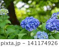 青紫の紫陽花 141174926