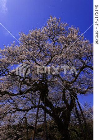 桜の名所、桜が満開となっている 桜の名所、桜が満開となっている 141175140