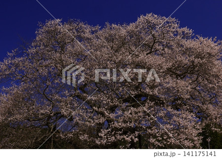 桜の名所、桜が満開となっている 桜の名所、桜が満開となっている 141175141