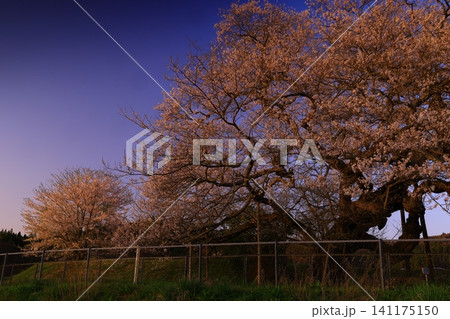 桜の名所、桜が満開となっている 桜の名所、桜が満開となっている 141175150