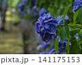 濃い紫の紫陽花 141175153