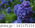 濃い紫の紫陽花 141175154