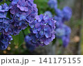 濃い紫の紫陽花 141175155