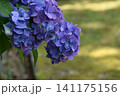 濃い紫の紫陽花 141175156