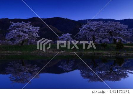 水面に映る桜 水面に映る桜 141175171