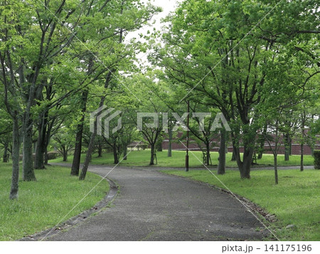 雨の後の西神中央公園と白い花、キノコ、紫陽花 雨の後の西神中央公園と白い花、キノコ、紫陽花 141175196