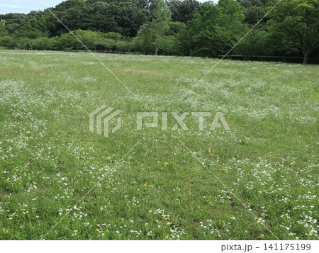 雨の後の西神中央公園と白い花、キノコ、紫陽花 雨の後の西神中央公園と白い花、キノコ、紫陽花 141175199