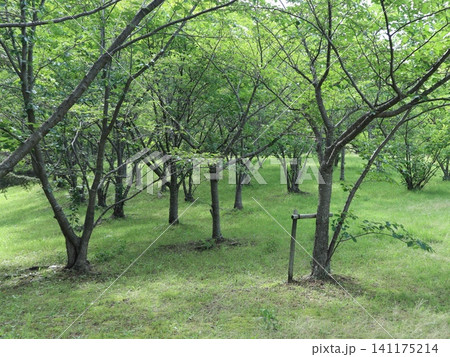 雨の後の西神中央公園と白い花、キノコ、紫陽花 雨の後の西神中央公園と白い花、キノコ、紫陽花 141175214