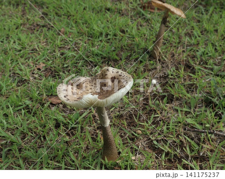 雨の後の西神中央公園と白い花、キノコ、紫陽花 雨の後の西神中央公園と白い花、キノコ、紫陽花 141175237