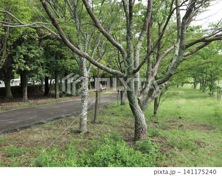 雨の後の西神中央公園と白い花、キノコ、紫陽花 141175240